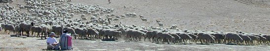 Judson and sheep at Bearback